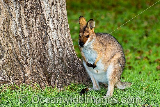 Red-necked Wallaby Macropus rufogriseus photo