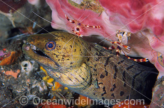 Spot-face Moray Eel cleaned by Cleaner Shrimp photo