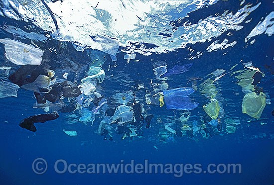Marine Pollution plastic bags photo