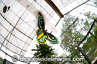 Birdwing Butterfly Ornithoptera priamus Photo - Gary Bell