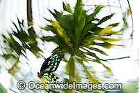 Cairns Birdwing Butterfly Photo - Gary Bell