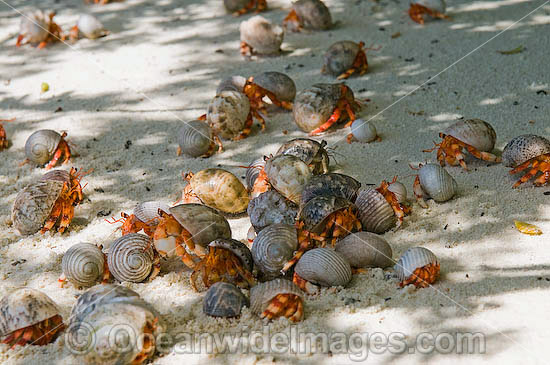 Red Hermit Crabs aggregation photo