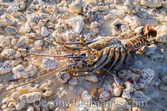 Coral Crayfish shell Cocos Islands photo