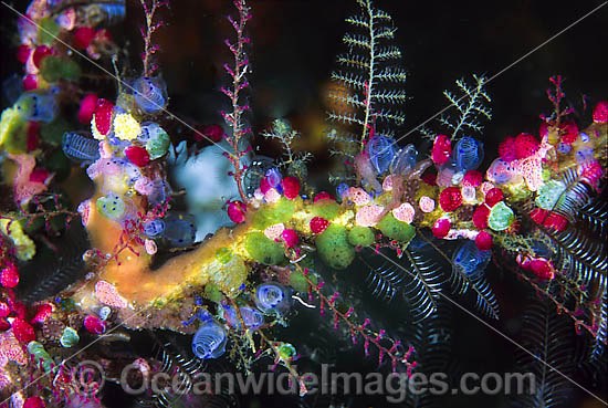 Colourful Sea Tunicates photo