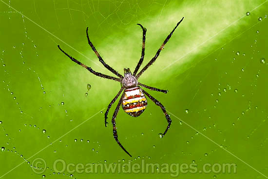 Saint Andrew's Cross Spider photo