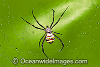 Saint Andrew's Cross Spider Photo - Gary Bell