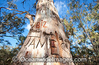 Giant River Red Gum Photo - Gary Bell