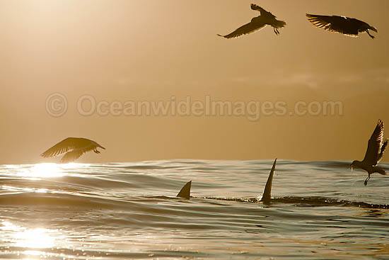 Great White Shark attacking seal photo