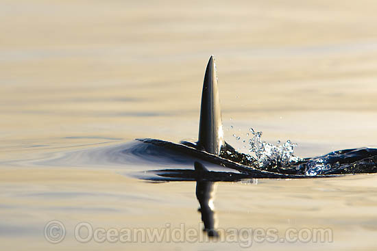 Great White Shark dorsal fin photo