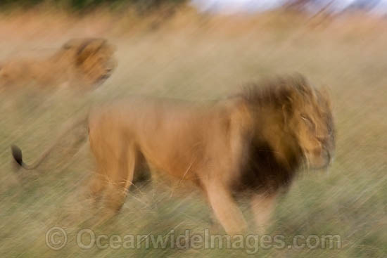 Lion walking through grass photo