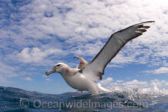 Shy Albatross Thalassarche cauta photo