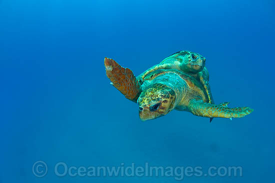 Loggerhead Sea Turtle mating photo