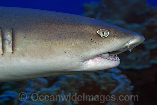 Whitetip Reef Shark showing mouth photo