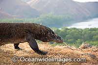 Komodo Dragon Rinca Island Photo - David Fleetham