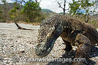 Komodo Dragon Varanus komodoensis Photo - David Fleetham