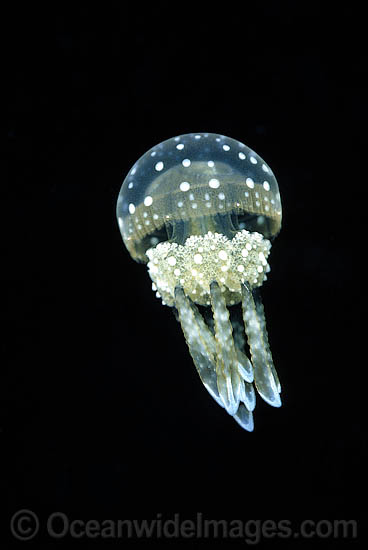 Stinging Jellyfish Mastigias papua photo