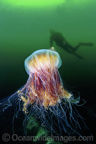 Diver with Lion's Mane Jellyfish photo