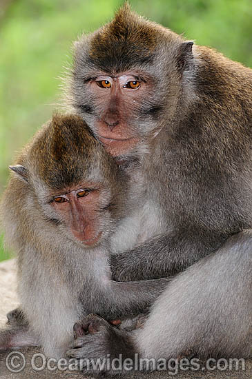 Long-tailed Macaque Macaca fascicuiaris photo