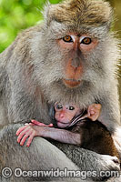 Bali Monkey mother and baby Photo - Gary Bell