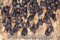 Fruit Bats in Bali Temple Photo - Gary Bell