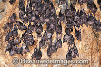 Bats in Bali Bat Temple Photo - Gary Bell