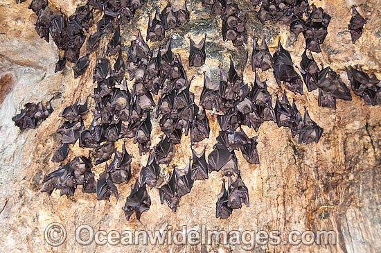 Fruit Bats in Bat Temple photo