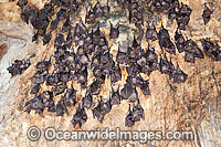 Fruit Bats in Bat Temple Photo - Gary Bell