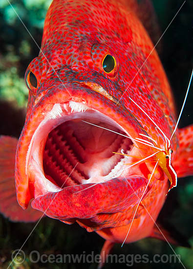 Shrimp cleaning mouth and gills of Cod photo