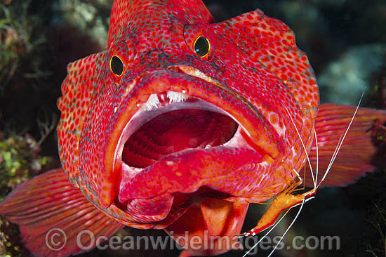 Shrimp and Wrasse cleaning Grouper photo