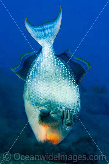 Triggerfish blowing sand in search for food photo