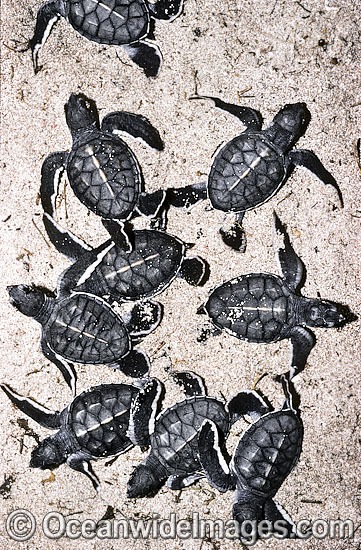 Turtle hatchlings going to sea photo