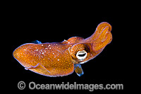 Bottletail Squid Sepiadarium kochi swimming Photo - Gary Bell