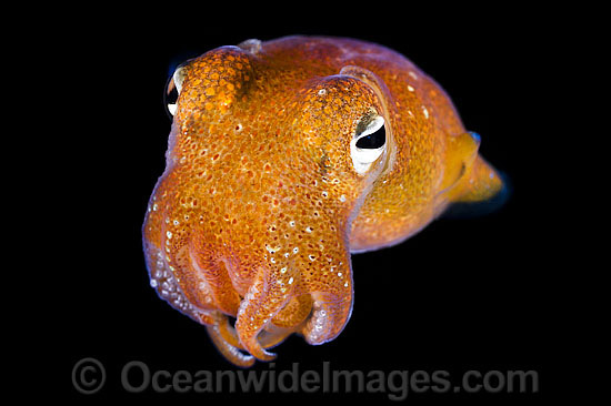 Bottletail Squid Sepiadarium kochi swimming photo