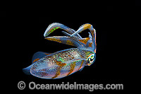 Bigfin Reef Squid swimming Photo - Gary Bell