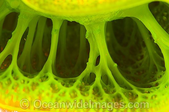 Green Tunicate photo