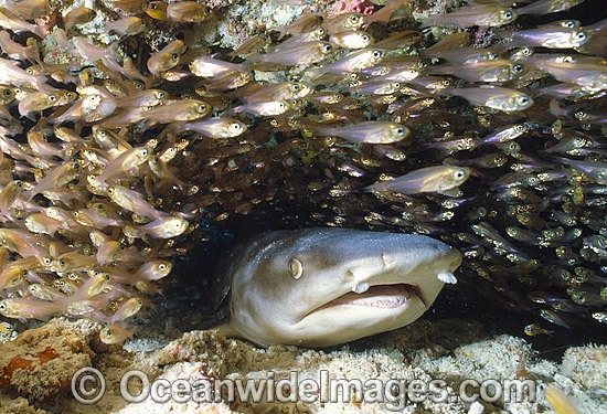 Whitetip Reef Shark with schooling Cardinalfish photo