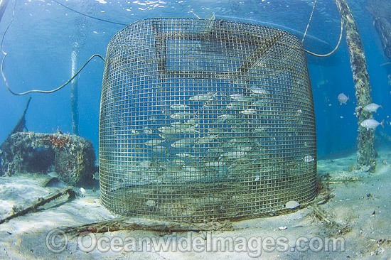Cage holding live bait for sportfishing photo