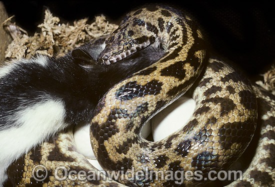 Stimson's Python feeding on rat whilst on eggs photo