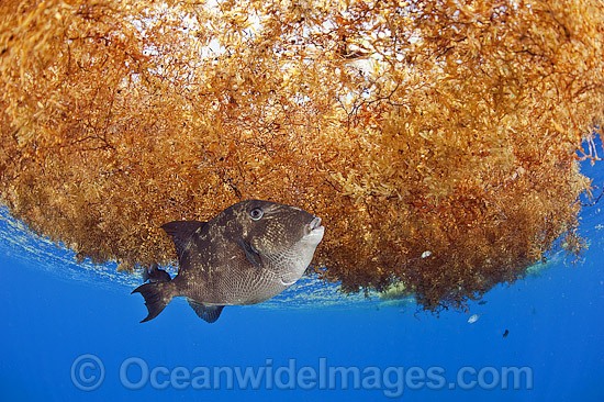 Gray Triggerfish under sargassum weed photo
