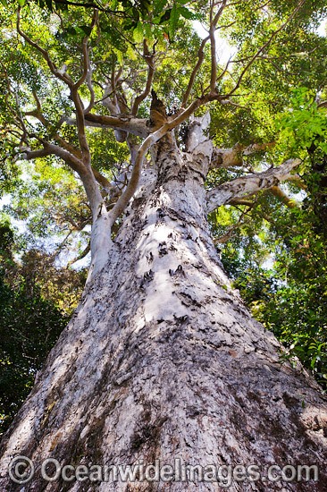 Rainforest Tree Lamington National Park photo