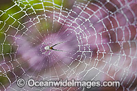 Garden Spider in Web Photo - Gary Bell