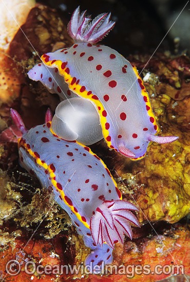 Nudibranchs mating photo