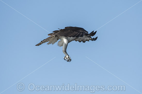 Osprey flying photo