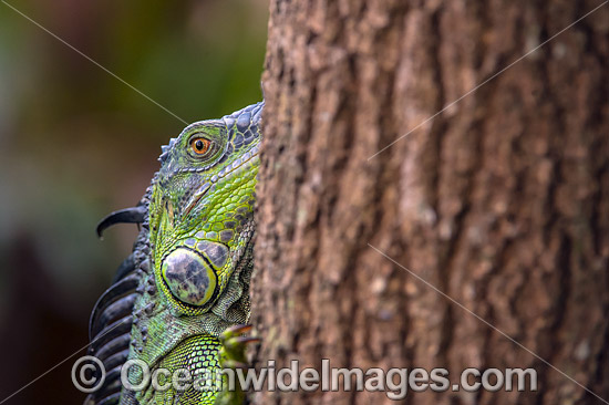 Green Iguana Florida photo