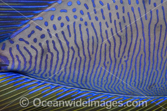 Big-nose Unicornfish detail photo