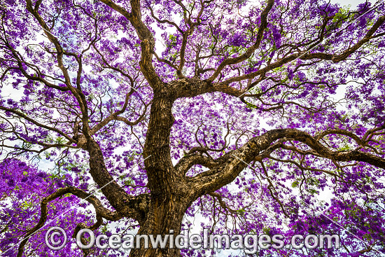 Jacaranda Tree Grafton photo