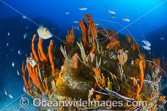 Temperate deep water Reef Tasmania photo