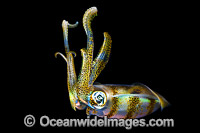 Bigfin Reef Squid juvenile Photo - Gary Bell