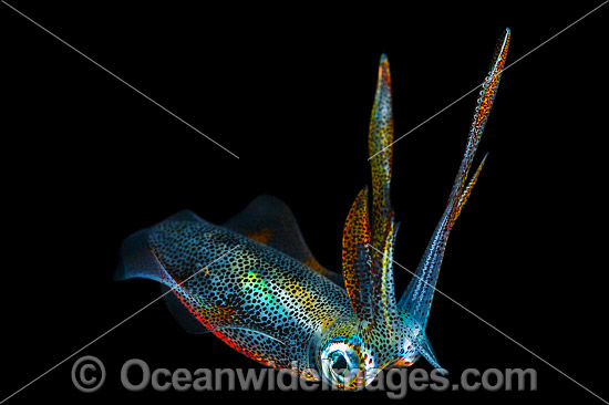 Bigfin Reef Squid juvenile photo