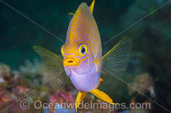 Golden Damsel Coral Triangle photo